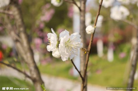 白桃花|白桃花